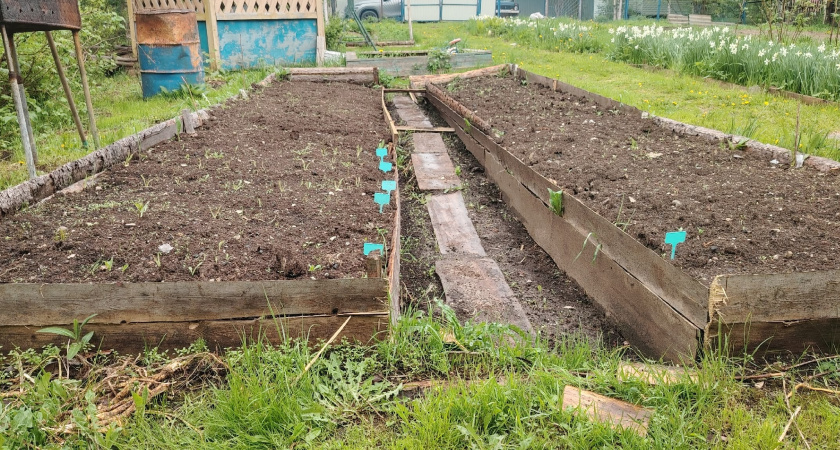 Лучше отказаться: 2 модных сидерата истощают грунт и приносят на участок нематоду, тлей и крестоцветную блошку. И от одного я еле избавилась