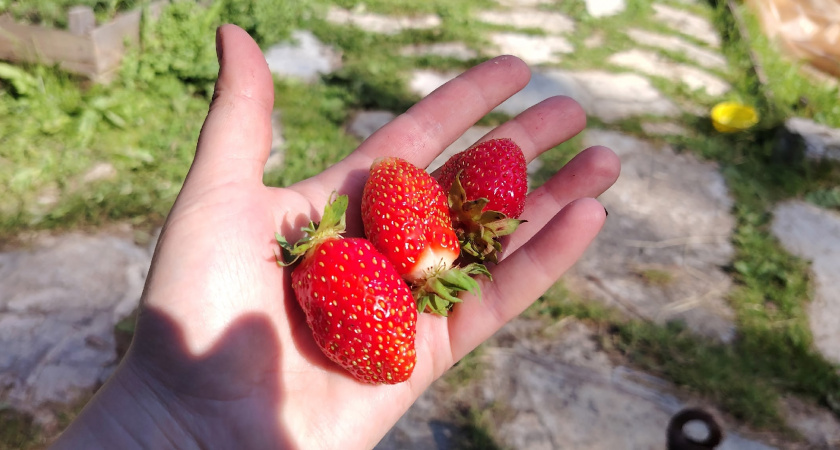 Посыпаю клубнику в августе-сентябре этим порошком: урожай утраивается, пропадает вредитель и болячки