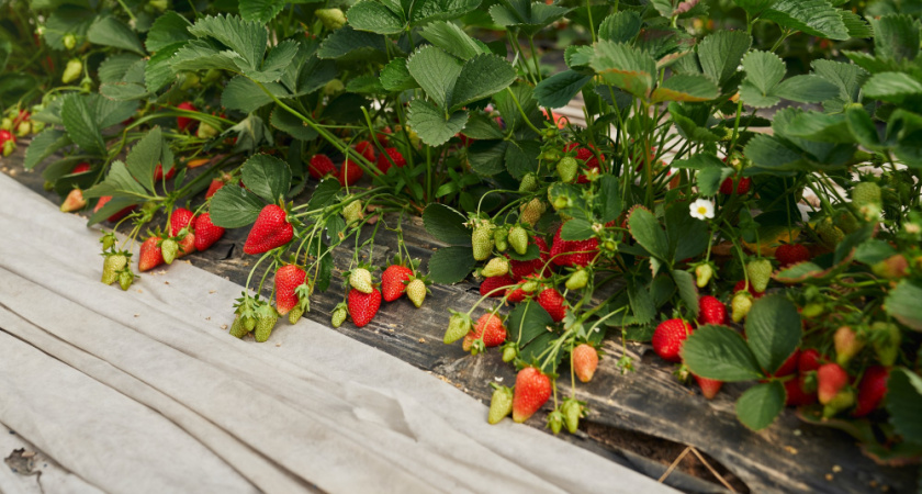 Готовлю клубнику к зиме уже в августе. Рассказываю, что делаю и зачем - следующим летом много ягод обеспечено