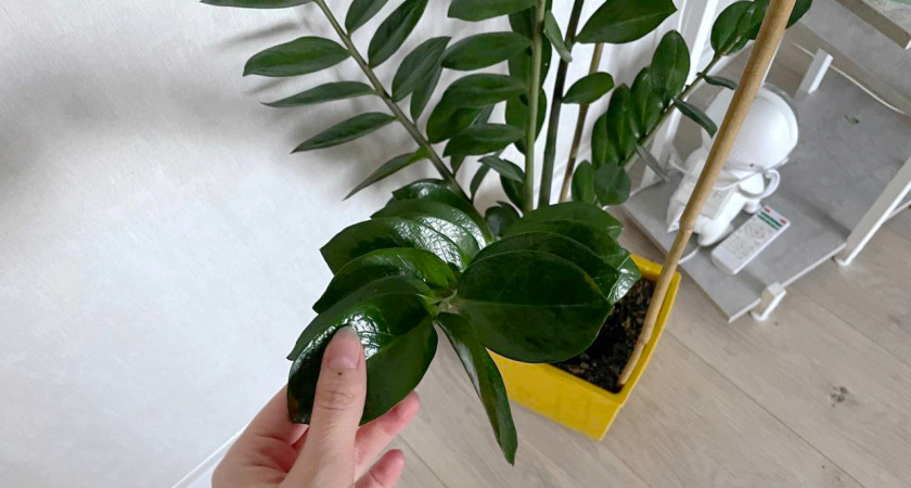 Четыре таблетки — и замиокулькас изменится до неузнаваемости: порадует многочисленными побегами уже в августе