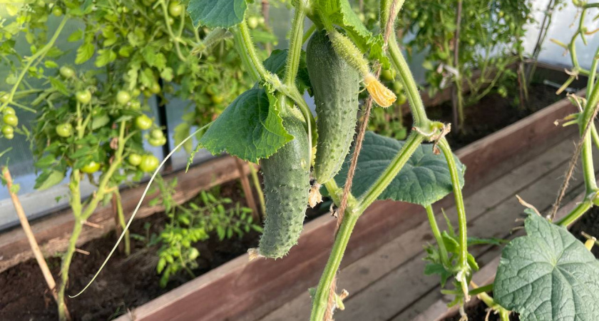 За 1 ночь в августе огурцов нарастает больше, чем в июне. Простой метод для долгого плодоношения