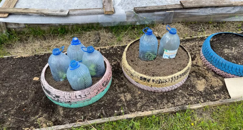 Фото к статье: 1 бутылка - и на картошку. Никакой колорадской нечисти, а клубни размером с два кулака