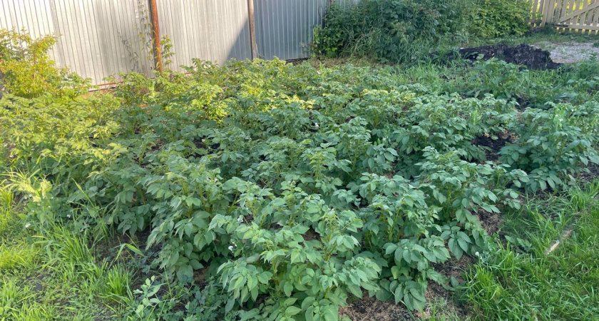 Когда копать картошку в августе: вырастут ли еще клубни, если ботва почти засохла — советы агронома