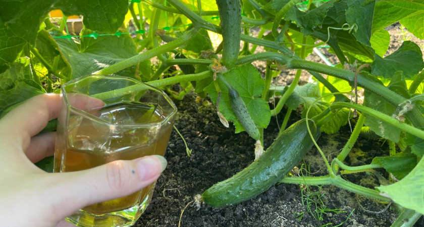 1 стакан прямо под огурцы в августе: растут как бешеные — 3 лучших подкормки для дачников