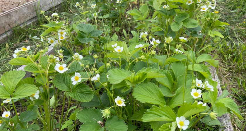 Раскидываю по клубничной грядке такой порошок в августе-сентябре - получаю огромную ягоду в следующем году. А 90% всех вредителей исчезает