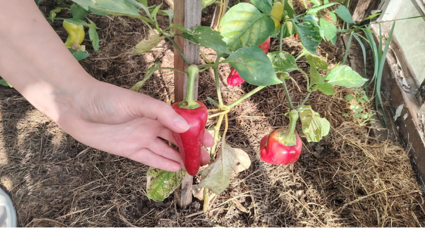 Самая полезная подкормка перца в августе - поможет ему быстрее вызреть и долго плодоносить