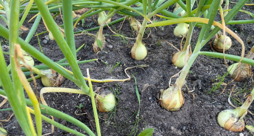 Не спешите убирать лук - эта деревенская хитрость перед уборкой увеличит размер и лежкость. Когда выкапывать лук и что делать после выкопки?