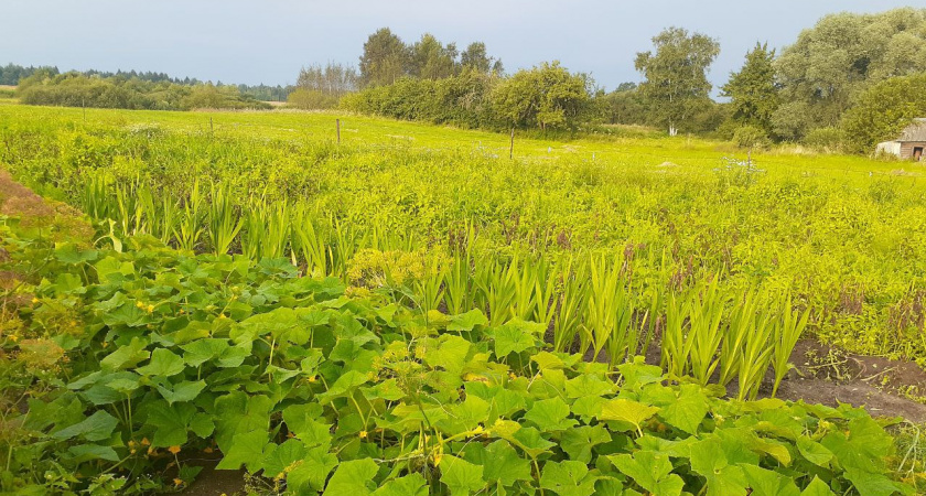 Рассказываю о малоизвестном сидерате - после него земля становится мягкой как пух, а почти все вредители исчезают