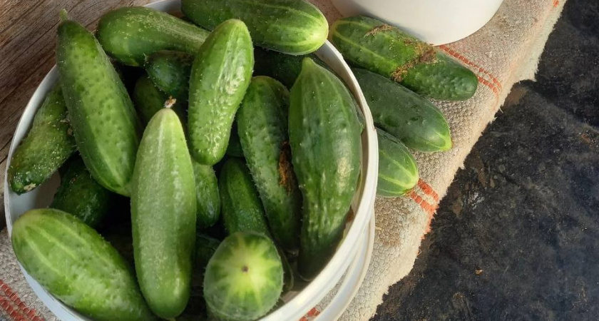 Что внести под огурцы в августе, чтобы они засыпали урожаем. Делюсь любопытной подкормкой