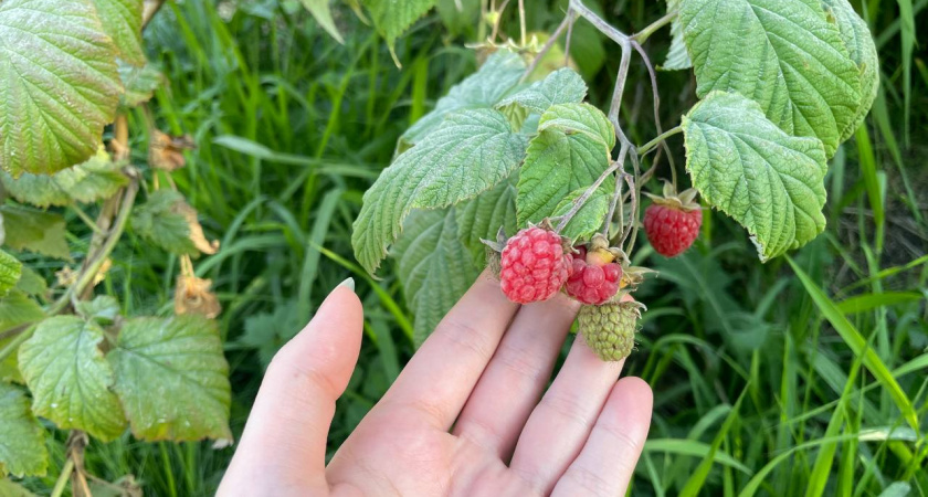 Вот так варили малиновое варенье советские хозяйки: хитрый метод по книге 1952 г. Почти конфитюр без уваривания