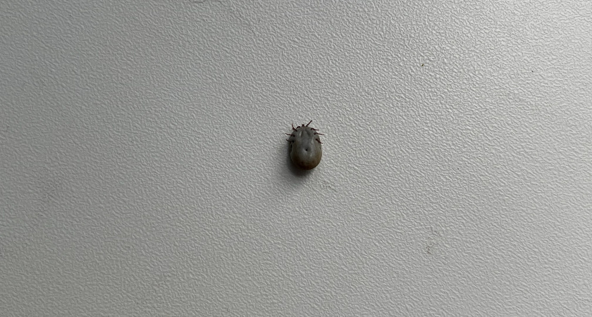 В Коми за неделю зафиксировано 15 новых случаев укусов клещей