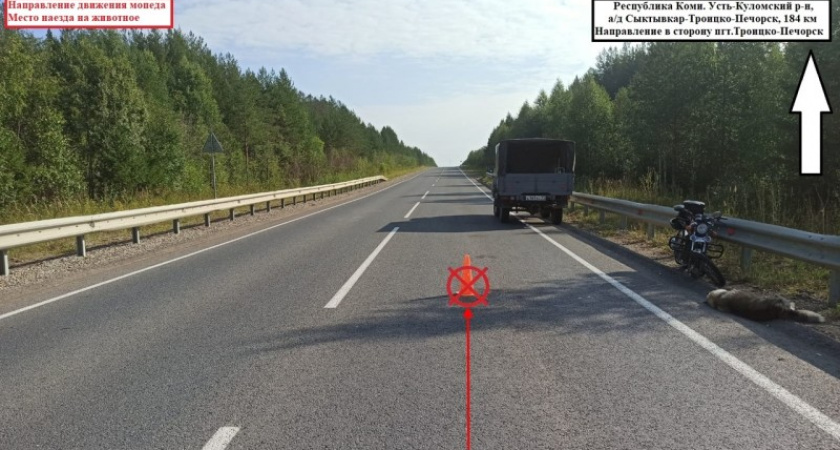 В Коми водитель мопеда задавил собаку