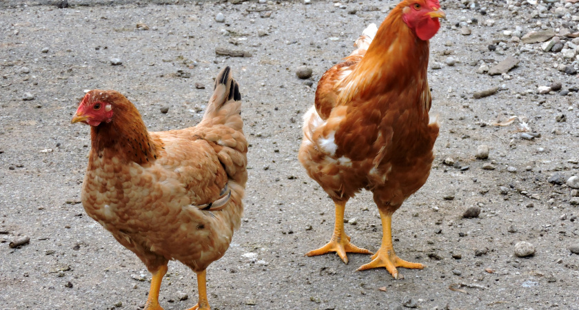 Курам воду не даю — они этому и рады: яиц станет в разы больше, если заменить воду этим — советы птицеводам