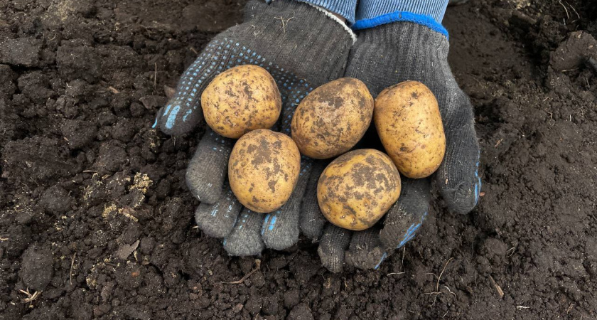 Никогда не копаю картошку до этого дня - жду 1 признак и отсчитываю 14 дней: клубни не прорастают в погребе - дедовский всегда работает