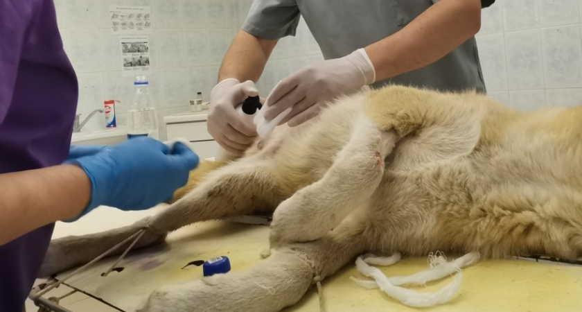 В Коми провели 341 бесплатную операцию по стерилизации животных