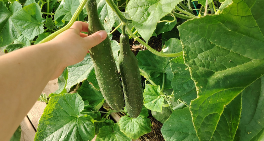 Огурцы оживают, зеленеют и обильно плодоносят до заморозков, если сделать так в августе - обработка и подкормка одновременно