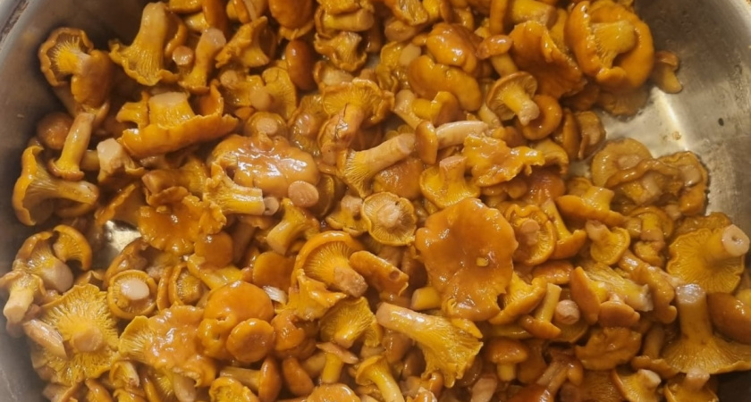 Клещей не боюсь, в лес больше не хожу: выращиваю грибы прямо на даче - простой действенный способ