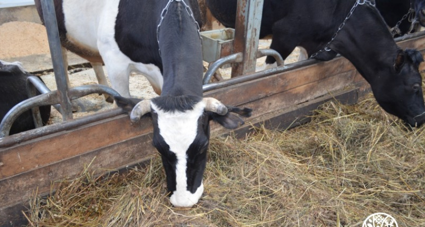 В Коми аграрии выполнили план по заготовке сена