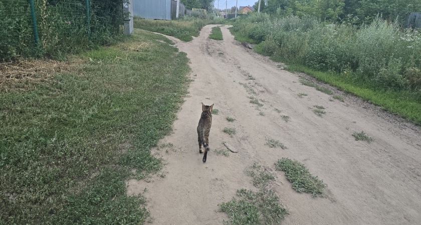 Не игнорируйте это: 5 страхов кошки, к которым нужно отнестись внимательно