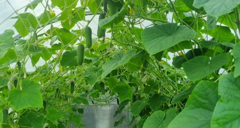 Сода против мучнистой росы и гнили: реальные схемы обработки  - поделился знакомы агроном