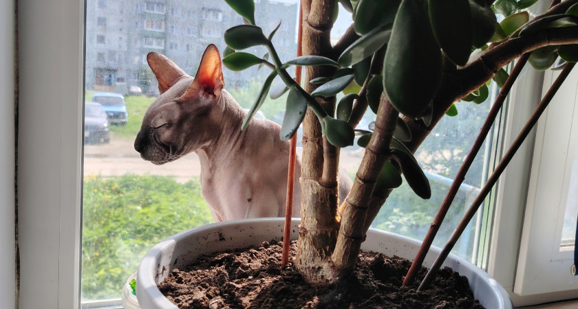 Какие знаки подают кошки перед тем, как в дом постучится беда