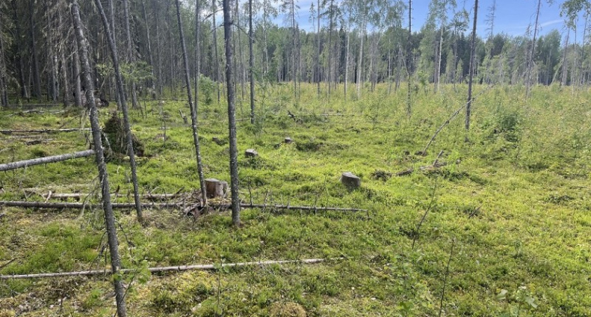 В Коми бизнесменов поймали на хищении леса по фальшивым справкам на дрова