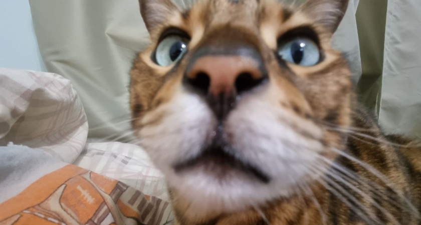 Ни в коем случае не делайте это в присутствии вашей кошки: обернется серьезной проблемой