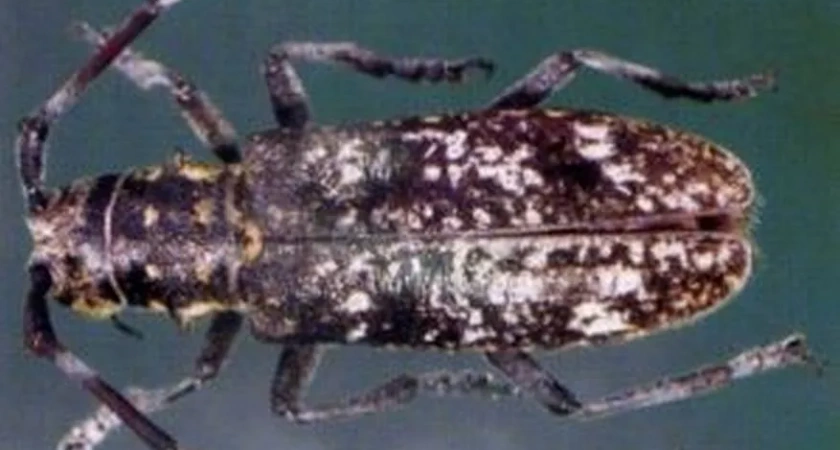 В одном из районов Коми обнаружен опасный жук-усач