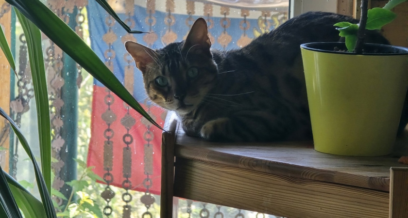 Правда, которую от вас скрывают: скучают ли кошки на самом деле - ответ вас поразит