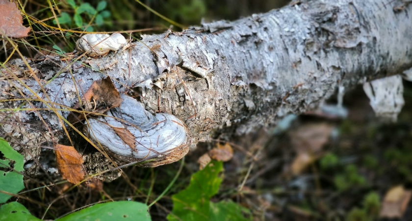 В Коми ввели карантин из-за сибирского шелкопряда