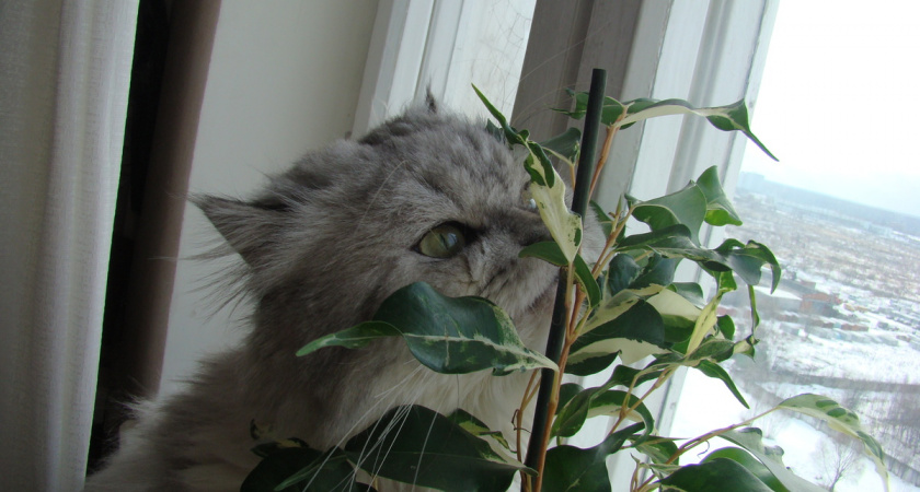 1 капсула в горшок — и фикус Бенджамина зеленее крокодила: лысый стебель и желтые листья остались в прошлом