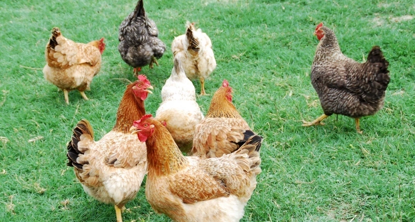 100 гр. на 5 литров воды – куры несутся как сумасшедшие: с этой подкормкой только успевай собирать яйца