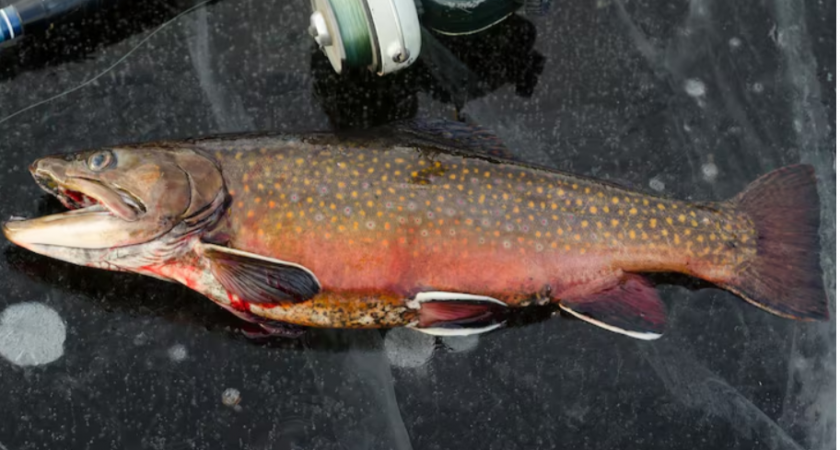 Почему жители Камчатки не едят красную рыбу, хотя там её полно. Местные назвали две причины 