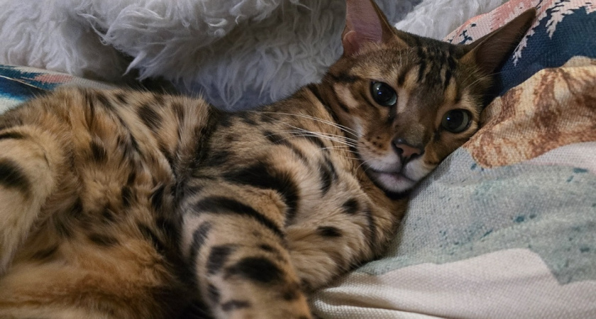 Стало известно зачем кошка трогает человека лапой: основные причины или что она этим хочет сказать