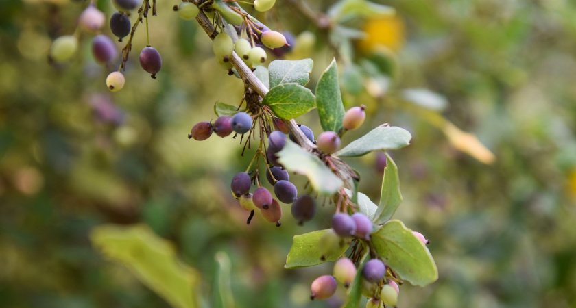 От посадки до сбора: полный план ухода за жимолостью — плодоносить будет годами