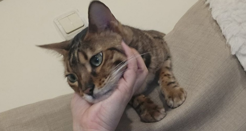 Эти 8 вещей кошка простит вам только если вы ей действительно самый близкий человек  