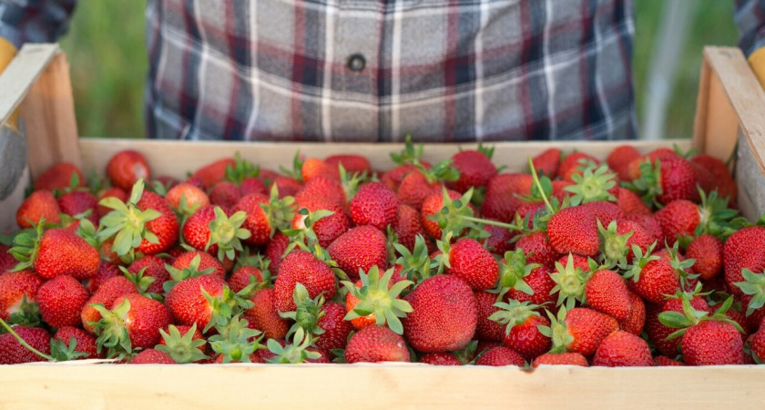 Одно удобрение в сентябре махом решит судьбу клубники: спасет урожай на следующий год