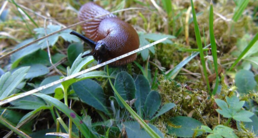 Слизни пропали вместе с дырками на капусте: Нашла 7 способов от них избавиться и все рабочие, делюсь