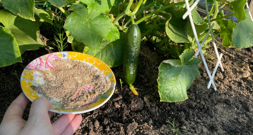 Реально работающие сидераты: секрет от агронома с 25-летним стажем