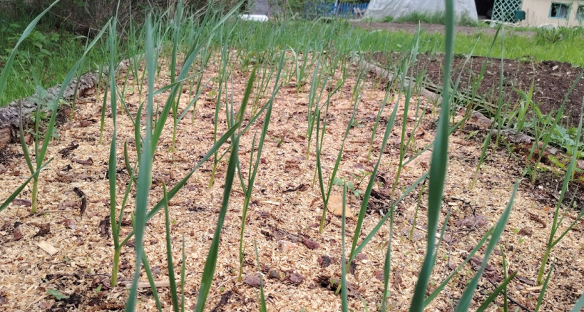 Грядку надо сначала «накормить» а потом уже высаживать на неё чеснок