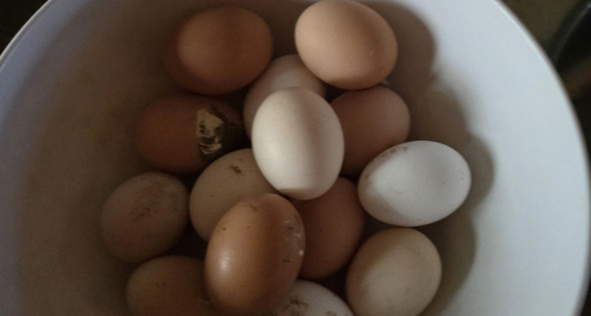 Всю жизнь чистил яйца неправильно: жена- повар поделилась простой хитростью  —  скорлупа с легкостью отходит от белка