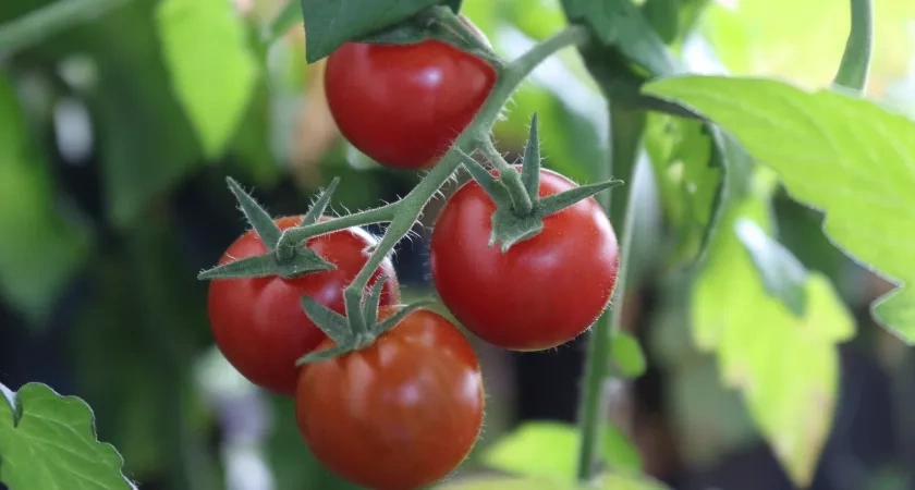 Худшие сорта томатов — не тратьте на них время: на вкус никакие и мелкие — не урожай, а слезы