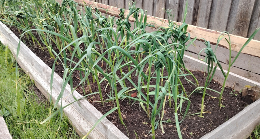 Как вырастить «злой» чеснок: вылейте на грядки 1 пузырек из аптеки перед посадкой и одна долька будет стоить целой головки