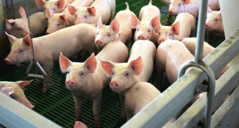 В Коми зафиксирован резкий рост производства мяса и молока