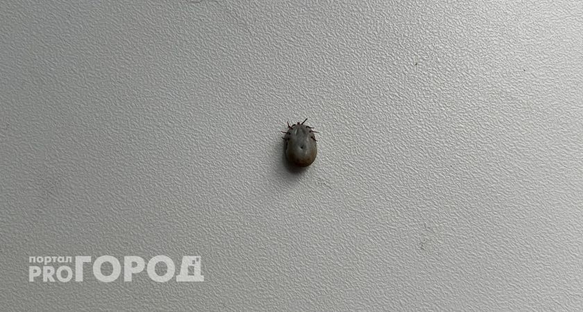 Клещи продолжают атаковать жителей Коми