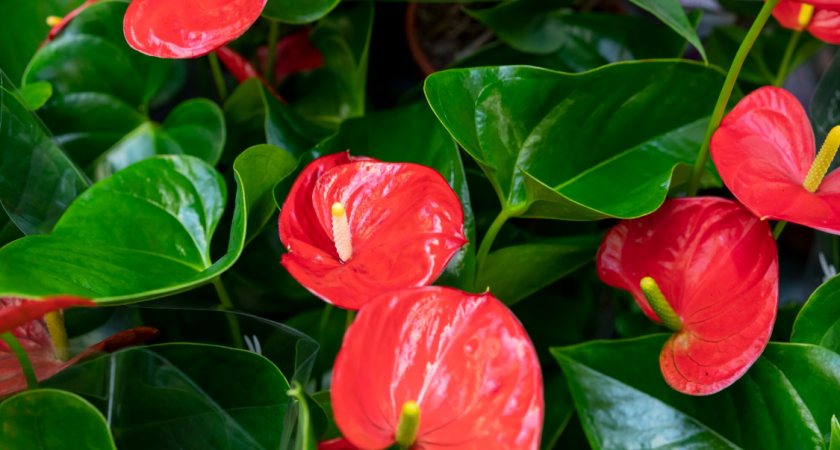 2 таблетки в горшок — и хилый антуриум оживет словно феникс: "алые паруса" попрут без устали