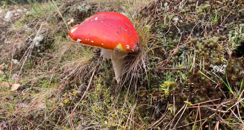 Набираю корзинами, пока другие обходят стороной: этот гриб — настоящий осенний деликатес, о котором мало кто знает