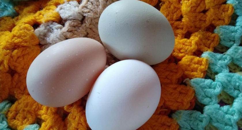 Эти яйца тёща велела вернуть обратно в магазин и не зря: дело не в сроке годности