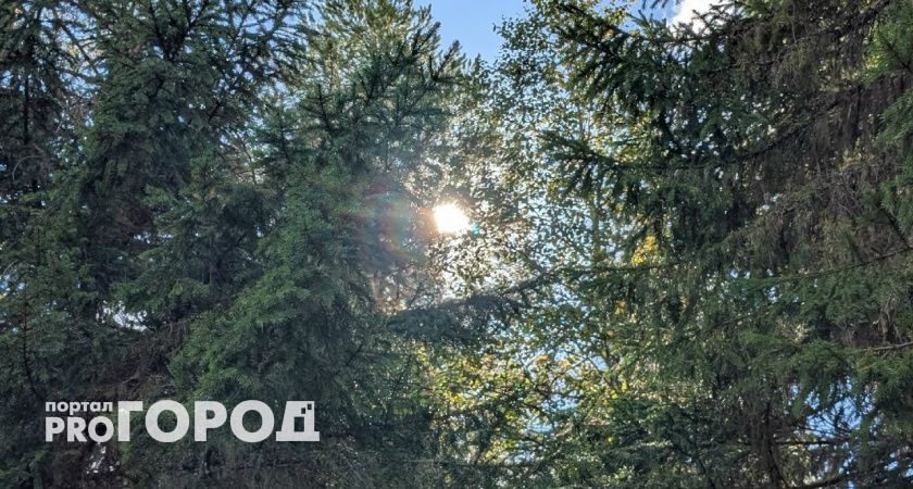 Москвичи не поделили лес для вырубки с жителями Коми