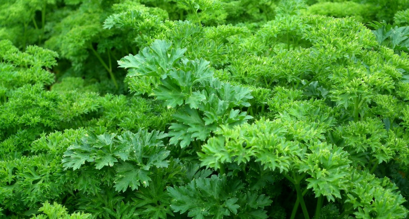 Укроп, петрушку и салат храню "неправильно" - зато зелень всегда свежая, будто с грядки: лайфхак